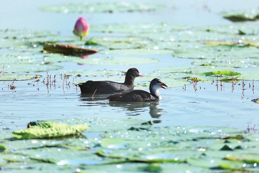 珍稀禽類白骨頂雞帶著孩子在荷花池里閑游。潘晟昱攝