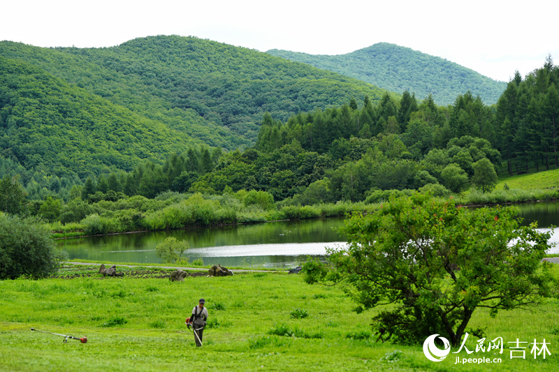 近年來，吉林省不斷提高道地藥材質量標準，對外源性污染物等指標進行嚴格管控，通過“天然環境+管理環境”打造優質道地藥材庫。圖為在吉林延邊國家級林下靈芝種植標準化示范區。人民網記者 李洋攝
