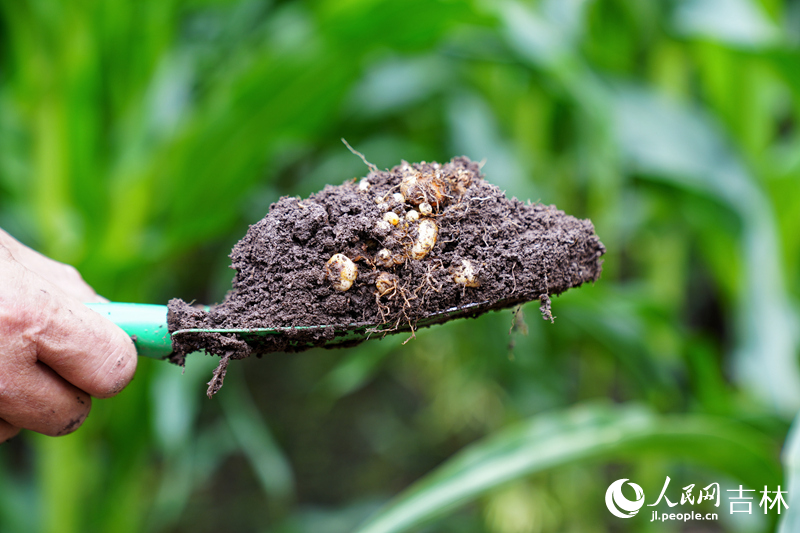 敦化市是東北中藥材平貝母“無公害生產基地”，2023年，全市種植面積達到了600公頃，有5000余戶農民通過種植貝母走上了致富路。近年來，敦化市積極推進與吉林農業大學的合作，提高標準化種植，推廣無公害有機綠色產品。圖為敦化市牡丹平貝母藥材種植專業合作社種植的平貝母。人民網記者 李洋攝