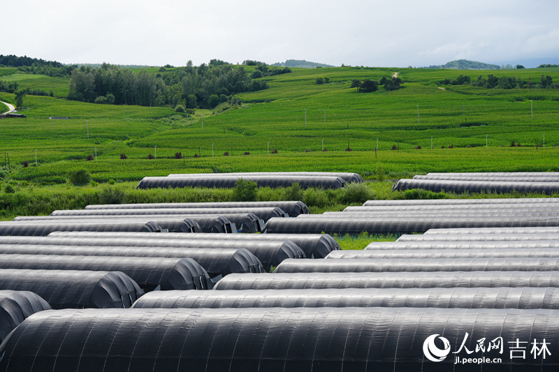 在吉林和龍市八家子桑黃小鎮，一座座桑黃大棚整齊排列，蔚然壯觀。人民網記者 李洋攝