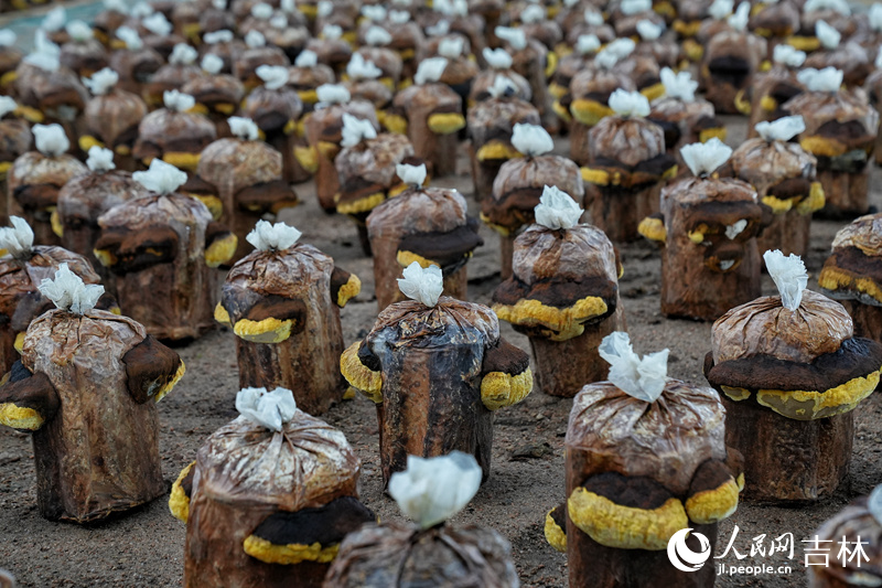 桑黃，又稱“森林黃金”，是十分名貴的中藥。和龍市地處長白山腹地，獨特的氣候優勢、良好的生態環境，讓這里成為絕佳的桑黃種植區域。人民網記者 李洋攝