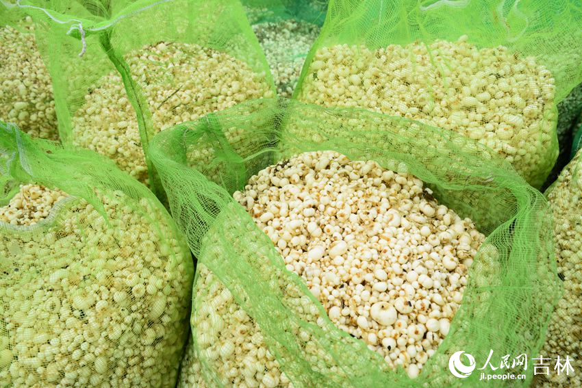 在吉林敦化市牡丹平貝母種植基地，一顆顆貝母，成為了當地農民們增收致富的“金豆子”。敦化市委宣傳部供圖。