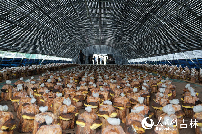 位于八家子鎮的桑黃。人民網記者 李洋攝