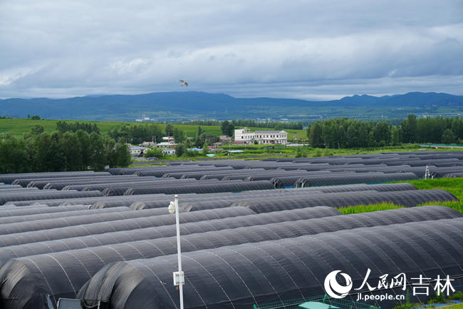 遠眺八家子鎮，一棟棟桑黃大棚整齊排列。人民網記者 李洋攝