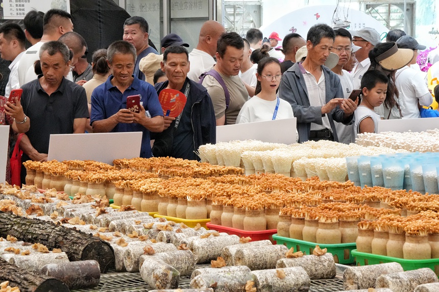 游客在長春農博會現代菌物示范區觀展。人民網記者 李洋攝