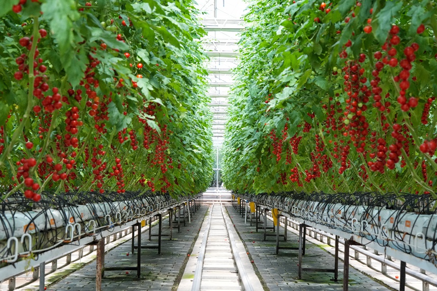 長春農博會無土栽培展示區的小番茄長勢喜人。人民網記者 李洋攝