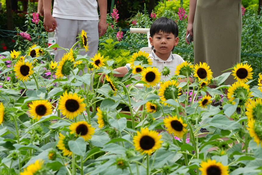 小朋友在長春農博會鮮切花展示區游玩。人民網記者 李洋攝