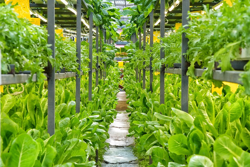 圖為長春農博會無土栽培展示區的作物。人民網記者 李洋攝