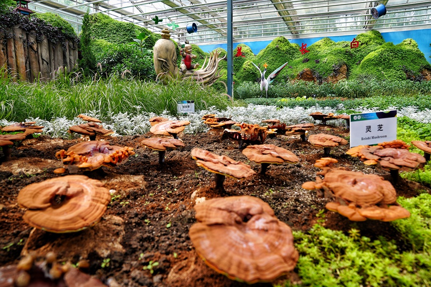 “多彩吉林”主題展廳展示的棚內靈芝。人民網記者 李洋攝