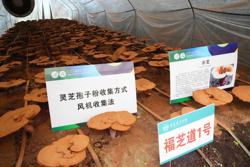 高校院所也將最新技術成果和農技知識帶到長春農博會，圖為吉林農業大學赤芝品種。人民網記者 李洋攝