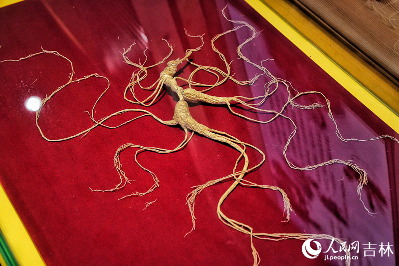 長白山林下參。人民網記者 李洋攝