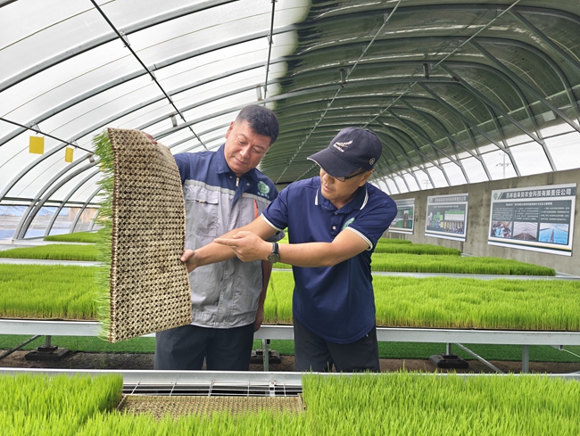 公司科研人員在檢查稻苗生長情況。