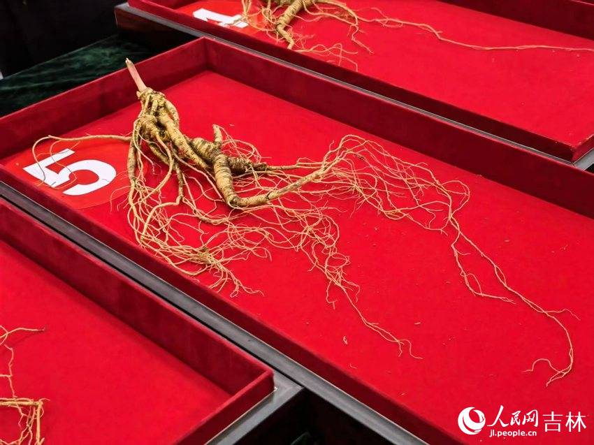 野山參（鮮品）展示。人民網記者 馬俊華攝