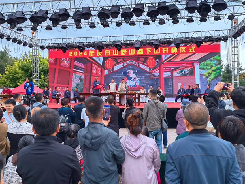 2024年長白山野山參下山開秤儀式現場。人民網記者 馬俊華攝