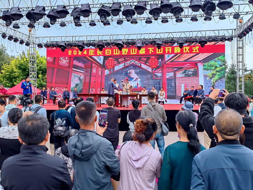 2024年長白山野山參下山開秤儀式。人民網記者 馬俊華攝