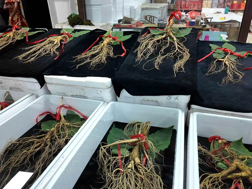 萬良國家級長白山人參市場售賣的人參。人民網 石天蛟攝