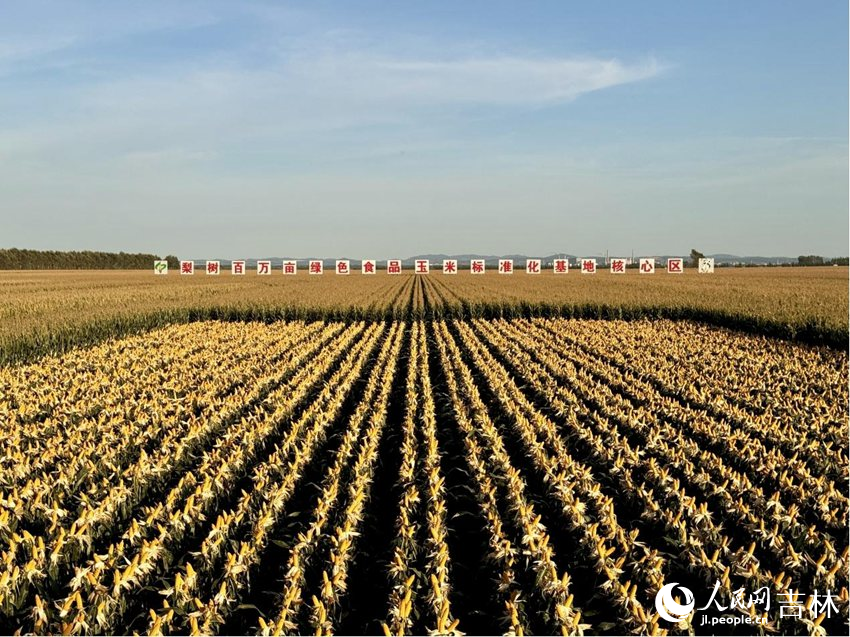 秋分時節，梨樹縣國家百萬畝綠色食品原料（玉米）標準化生產基地核心示范區沃野千里，遍地金黃。人民網記者李思玥攝
