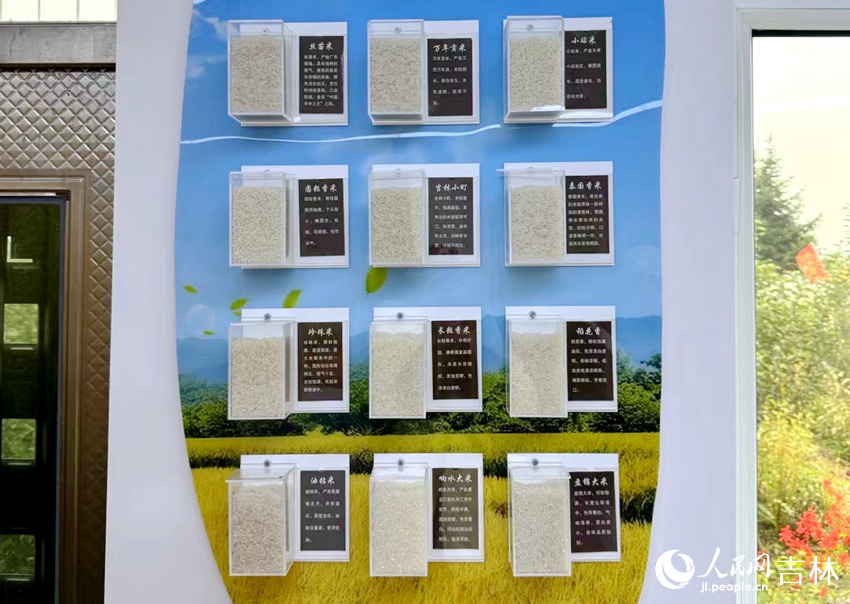 稻米研學館里展示的“大米家族”。人民網記者 李思玥攝