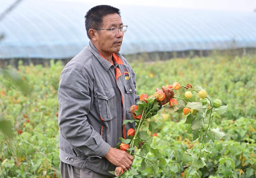西太平村曙光農業生產專業合作社理事長姜連武。蔣盛松攝