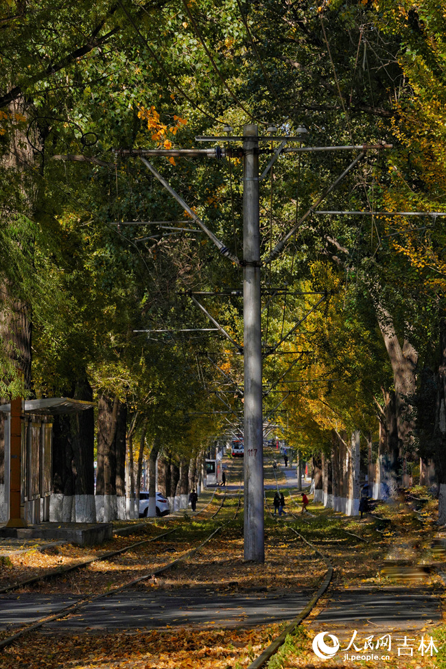 長春市54路有軌電車落葉景觀街區秋景如畫。人民網記者 李洋攝