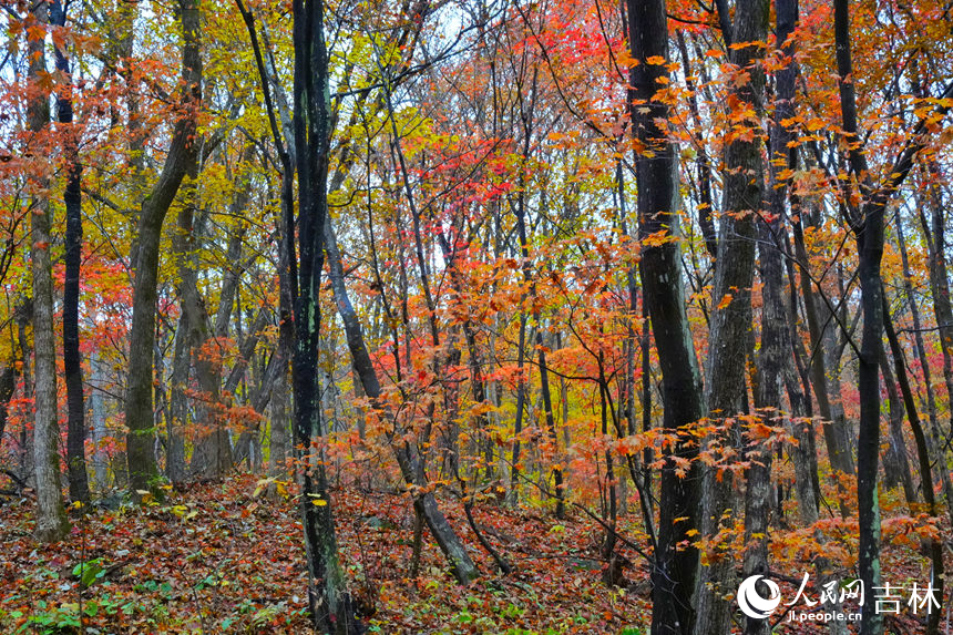穿行于山間，滿山紅葉連綿不絕。人民網記者 李洋攝