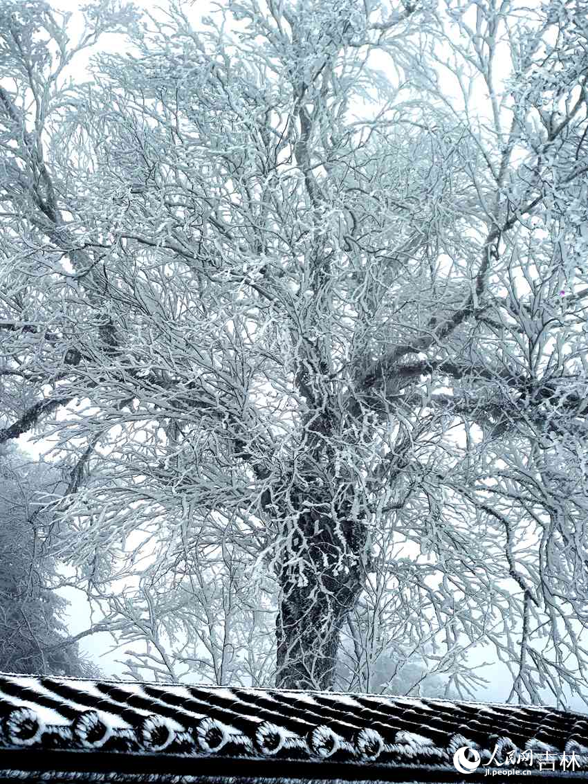 吉林市初雪玉樹銀花，分外妖嬈。人民網記者 王海躍攝