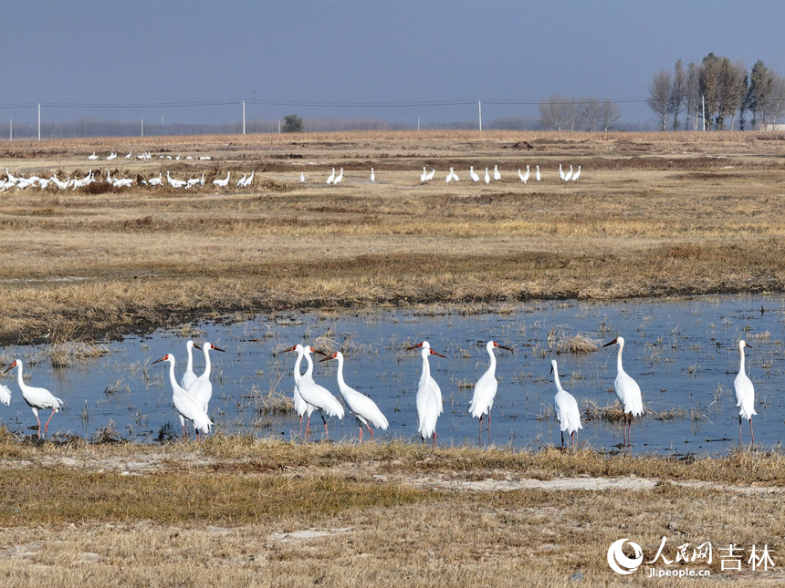 吉林莫莫格濕地迎候鳥南遷高峰期【4】