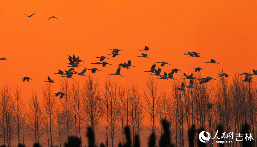 吉林莫莫格濕地迎候鳥南遷高峰期【2】