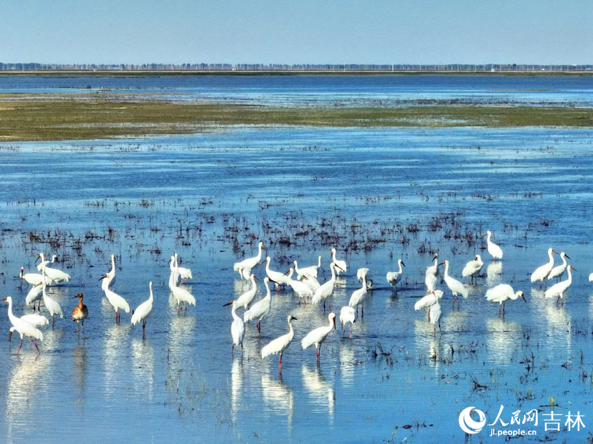 吉林莫莫格濕地迎候鳥南遷高峰期【6】