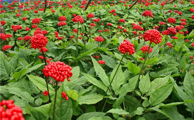 “貨真價實、優質優價”鑄就撫松縣人參產業高質量發展