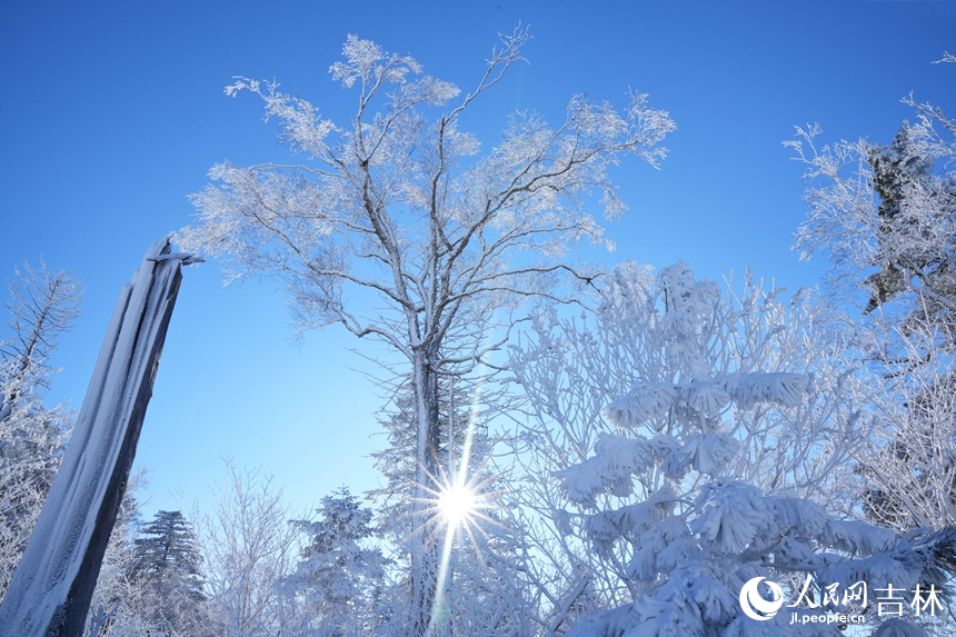 輕盈潔白的霧凇附著在叢林之上，晶瑩剔透，美輪美奐。人民網記者 李洋攝