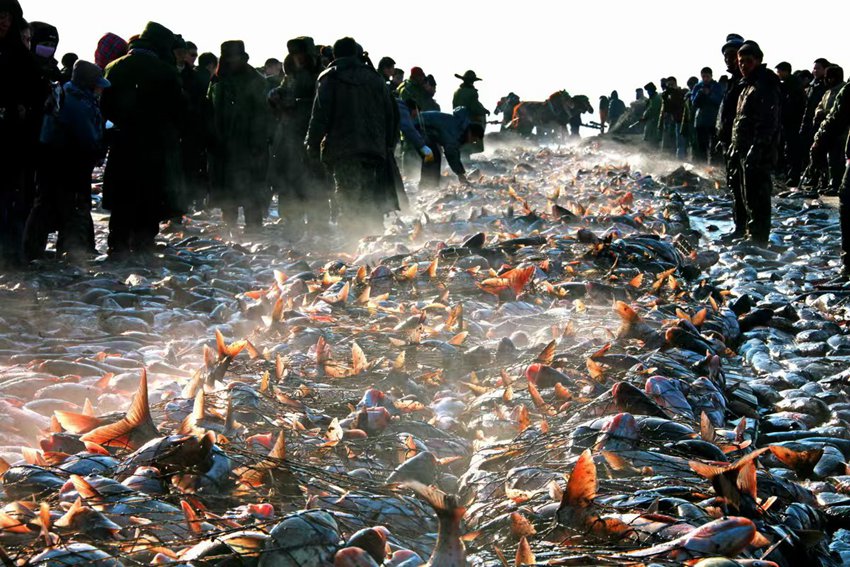 查干湖冬捕，冰湖騰魚。前郭縣委宣傳部供圖