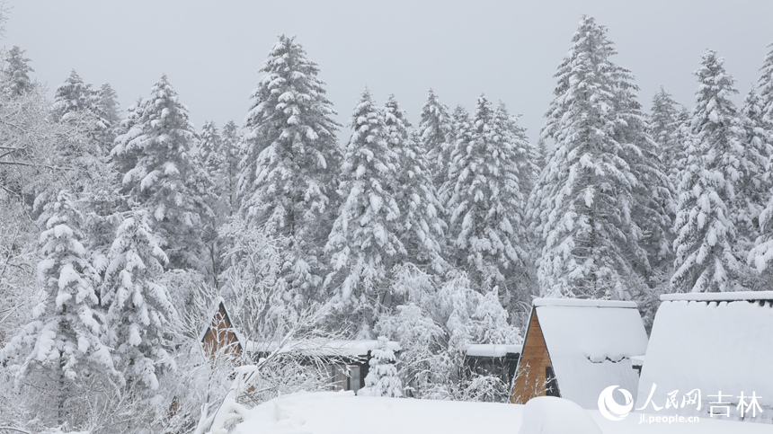隨著一場大雪降臨,老里克湖松林被潔白的雪凇裝點得如詩如畫。人民網記者 李洋攝