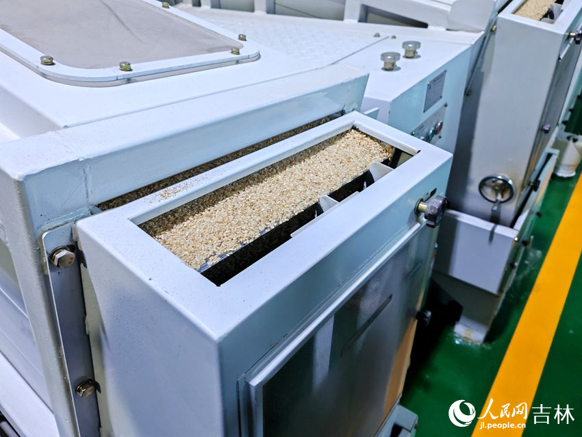 加工稻米。人民網記者 關思聰攝