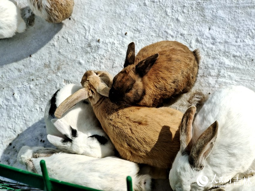 萌寵樂園里的兔子。人民網記者 關思聰攝