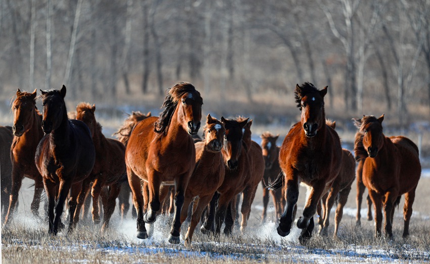 奔跑的蘇高雪馬富有靈動的美感。張惠超 攝
