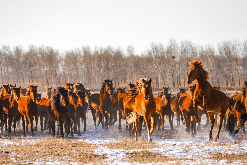 桀驁不馴的馬群充滿了力量感。姜海濤 攝