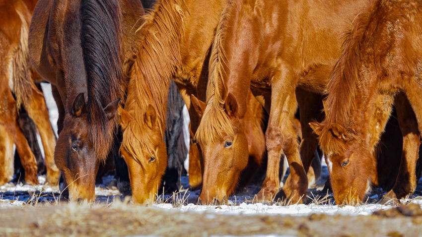 馬群在草原上吃草額畫面溫馨安靜。姜海濤  攝