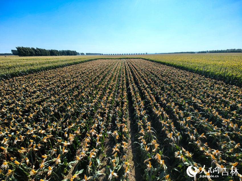 吉林梨樹百萬畝綠色食品玉米標準化基地核心區。人民網記者王海躍攝