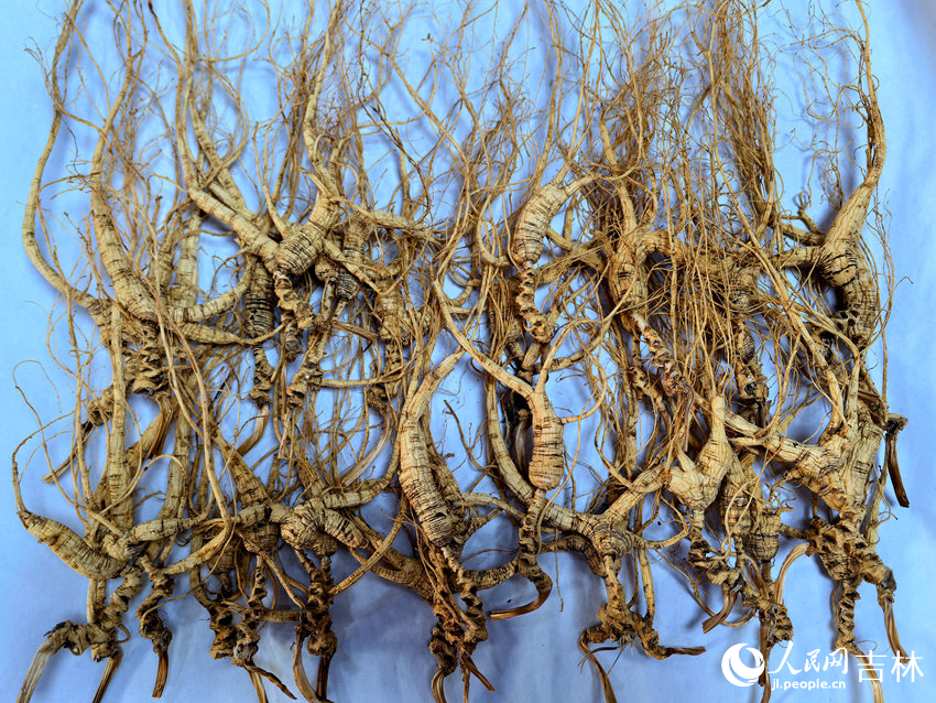 吉林人參。人民網記者王海躍攝