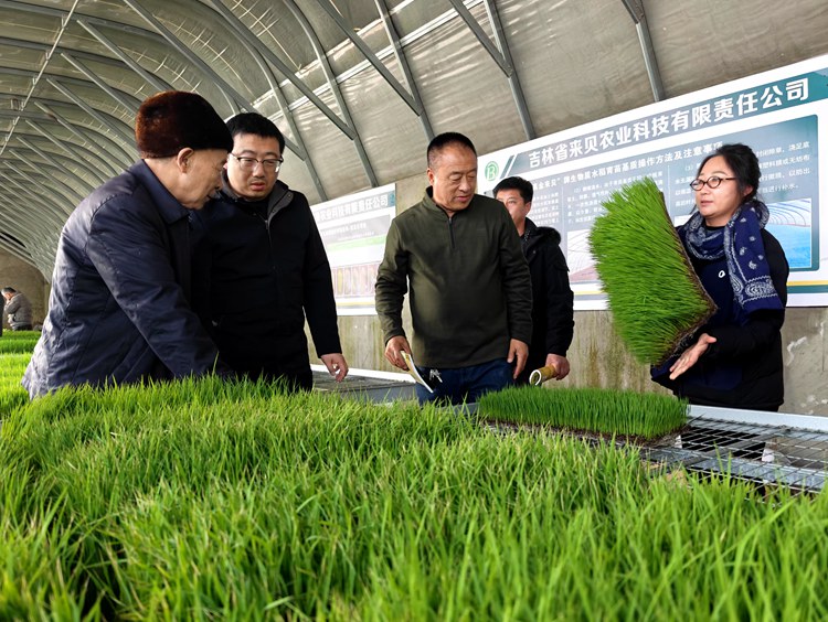 長勢良好的稻苗讓參觀人員非常感興趣