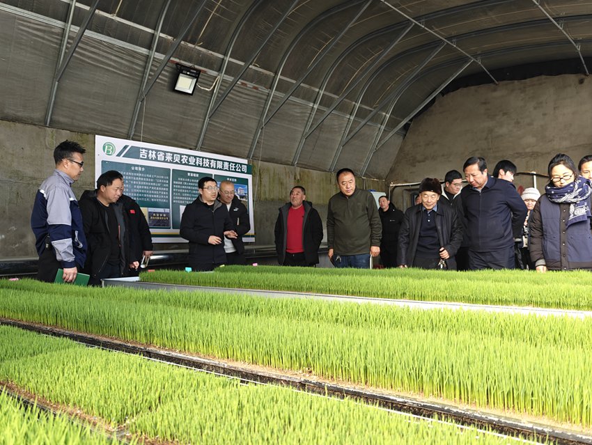 鎮賚縣培育新質生產力，推廣生物質水稻育苗機質，受到當地種植大戶的歡迎。