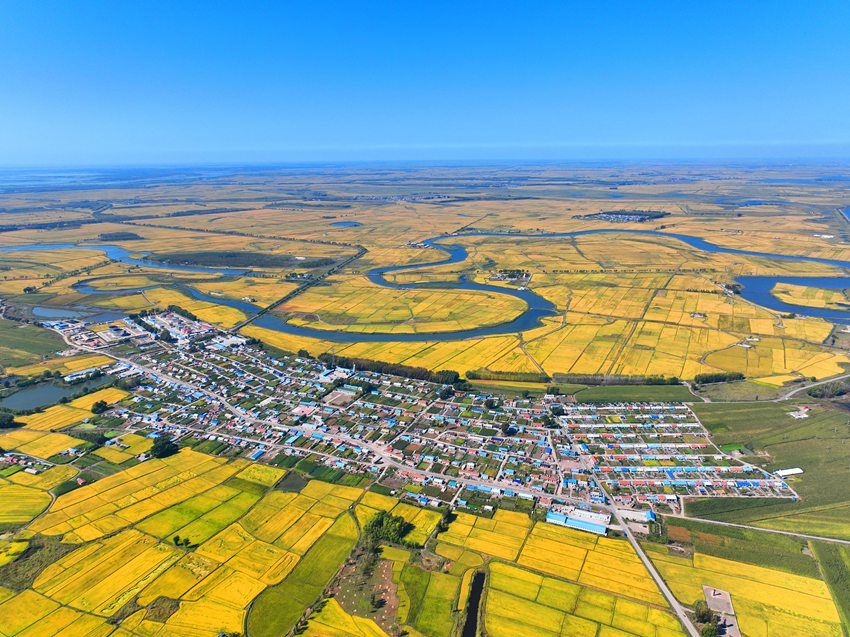 鎮賚縣水稻種植面積連續7年全省奪冠，是“吉林省水稻生產第一縣“。