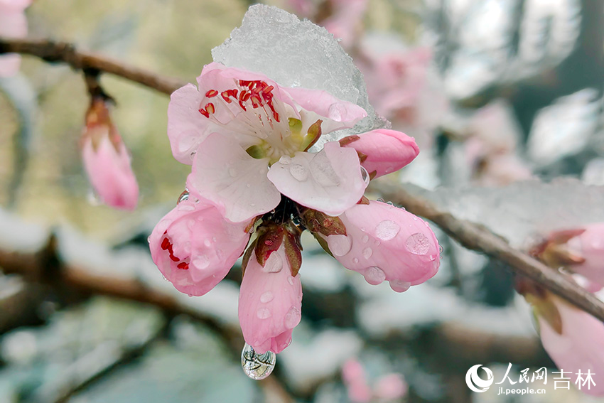 雨雪中的“春花”。人民網記者 李成偉攝