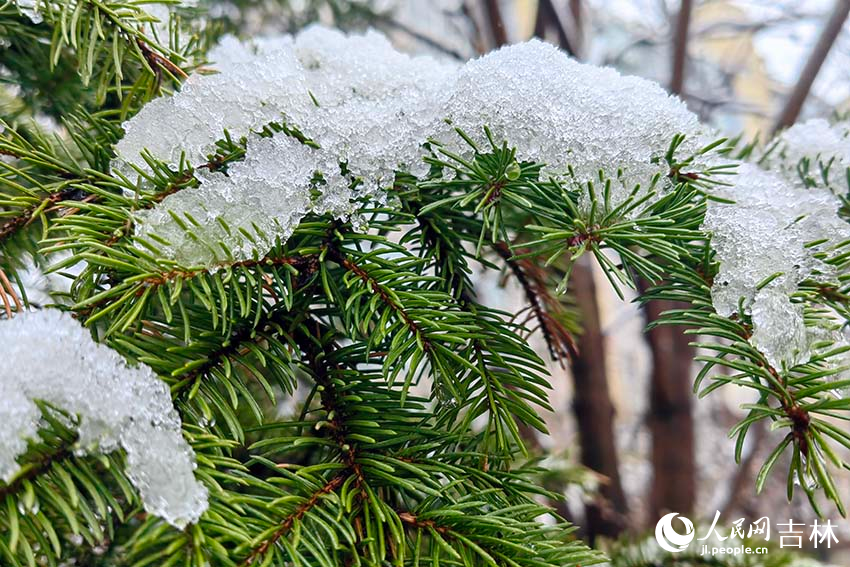 雨雪中的松樹。人民網記者 李成偉攝