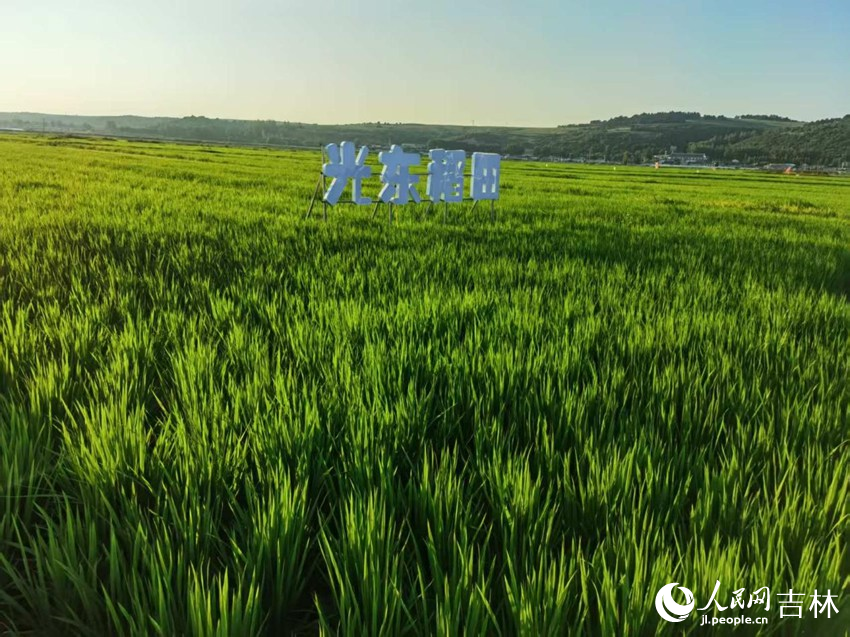 光東村稻田風景美如畫（資料圖片）。人民網記者 王海躍攝