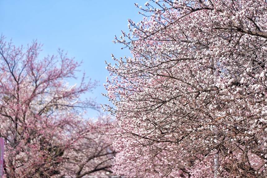 暖陽中的吉林大學杏花大道花團錦簇。人民網記者 李洋攝
