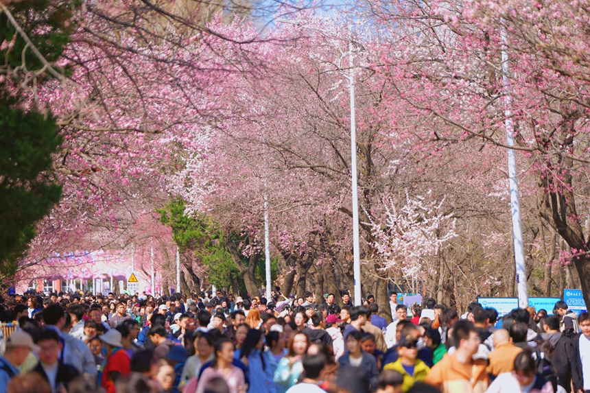 4月20日，大量游客來到吉林大學南嶺校區觀賞杏花。人民網記者 李洋攝
