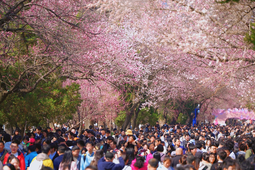 4月20日，大量游客來到吉林大學南嶺校區觀賞杏花。人民網記者 李洋攝