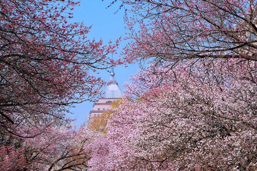 吉林大學杏花美景。人民網記者 李洋攝
